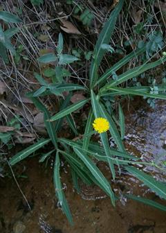 شیرتیغک ساحلی